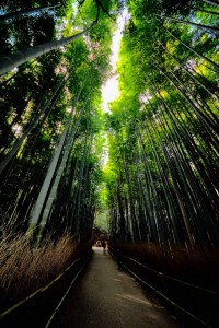 竹林の道_R